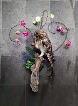 Crypto-Taxidermy OWL Real Bird Asio flammeus Stuffed owl+ pheasant tail ... - £415.06 GBP