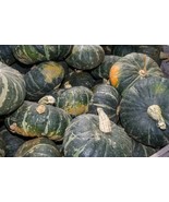 Buttercup Squash Seeds 20 Ct Burgess Buttercup Winter Vegetable Fresh Ga... - $81.68 MXN
