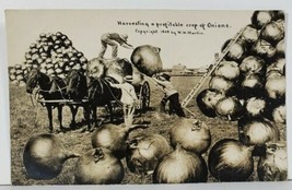 Exaggerated Onions New Prague Minn 1909 Harvesting a Profitable Crop Postcard O6 - £15.76 GBP
