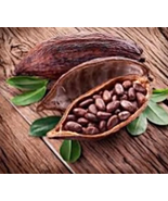 Cocoa Seeds Theobroma Cacao Seeds 40 Seeds Gardening INTERNATIONAL SHIP - £18.21 GBP