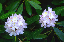 25+ Purple Rhododendrun Seeds Flowers, Shrubs, Trees Shade Loving  - $9.88