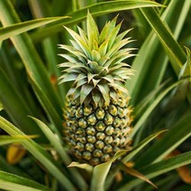 Ananas comosus Sugarloaf Pineapple (Kona Sugarloaf) Live Plant - Outdoor Living - £36.75 GBP