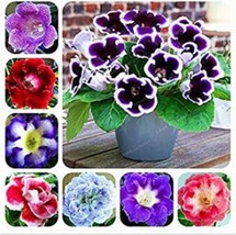 100 pcs Gloxinia Seeds - Mixed Purple Red Black Pink ect 8 Colors FROM GARDEN - £5.15 GBP