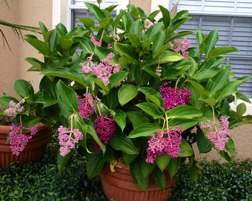 Medinilla Myriantha &quot;Malaysian Orchid&quot; Live Flowering Plant AKA Malaysian Grapes - £33.97 GBP