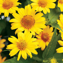 Heliopsis False Sunflower Perennial 55 Seeds - $5.00
