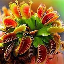 Catchfly Potted Plant Seeds Garden Venus Fly Trap Insectivorous Plant 10... - $9.25 CAD