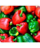 LWK 50 Ct Keystone Resistant Pepper Seeds Non-Gmo Heirloom Fast Shipping - $15.08