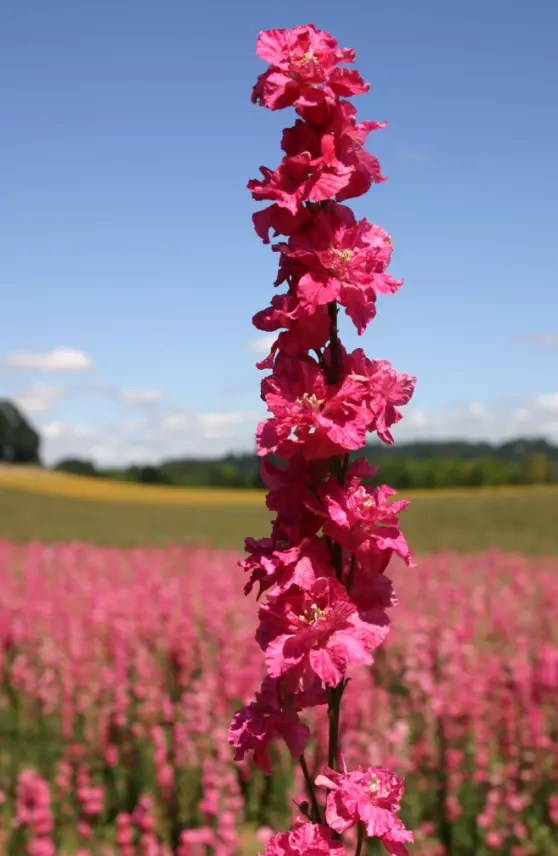 PSStore 500 Rocket Larkspur Delphinium Deep Carmine Pollinators Vegetabl... - $13.22 CAD