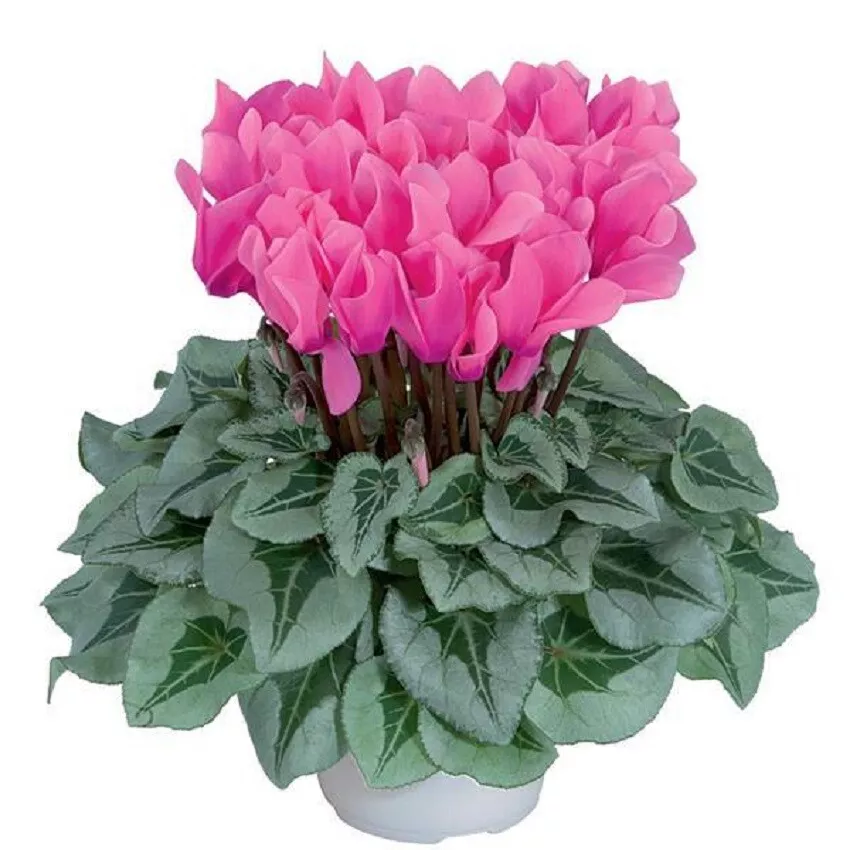 Cyclamen Seeds 15 Seeds Cyclamen Metalis Rose SS - £15.64 GBP