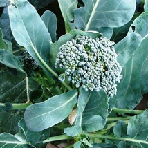 Waltham 29 Broccoli Vegetable Seeds Gardening Fresh USA SHIPPING - $11.93