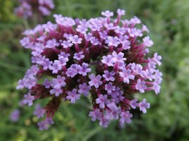 Purpletop Vervain - Verbena bonariensis - 20 seeds (Z 001) - £1.55 GBP