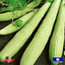 Cucumber Seeds Metki Dark Green Armenian Vegetable Nongmo Heirloom Garden Us Sel - $4.50