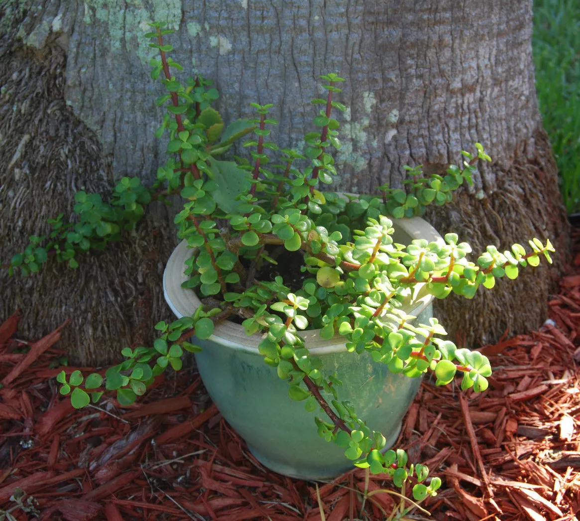 Elephant Bush - Portucalaria Afra Solid Green Bonsai – Mini Jade Tree Plant - $15.00