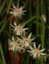 Rhipsalis pilocarpa rare epiphyllum hanging mause tail cacti aloe seed 10 SEEDS - £7.23 GBP