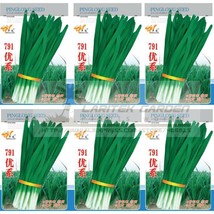 5 Packs 15G / Pack 791 Series Chinese Chives Seeds Organic Green Allium Tuberosu - £15.91 GBP