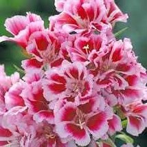 Godetia Rembrandt 100 Seeds Free Shipping - $4.00