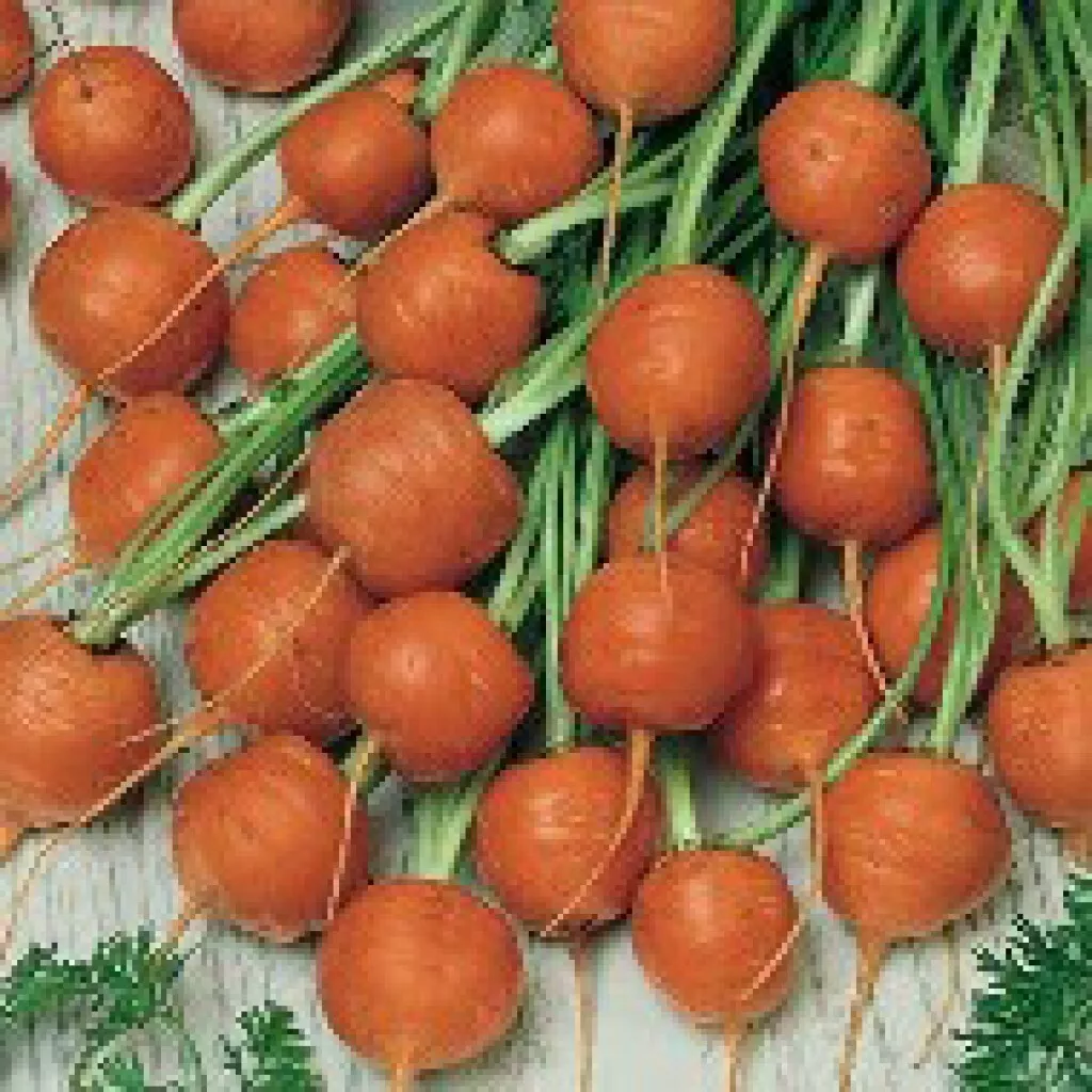 350 PARISIAN CARROT SEEDS   FRESH HARVEST FOR GARDENS - $2.89