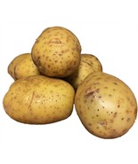 Yukon Gold Potato 6 Tubers/Seed Potatoes/Early Potato - $26.99