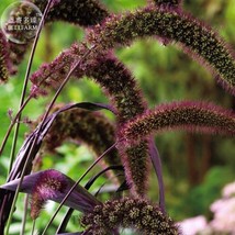 New Fresh Red Jewel Millet Setaria Italica Ornamental Grass Flower Seeds Pack 50 - £3.16 GBP