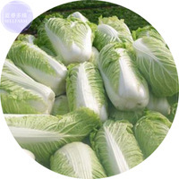 Chinese Cabbage Heirloom Seeds, 100 Seeds, delicious nutritious green brassica p - £6.25 GBP