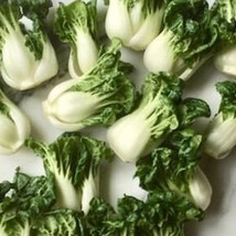 Extra Dwarf Baby Pak Choi 200 Seeds Chinese Cabbage Dwarf Bok Choy Asian Vegetab - £8.49 GBP