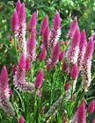 200 Celosia Spicata Flamingo Feather Flower Seeds, Heirloom, Best For Crafts - $14.81