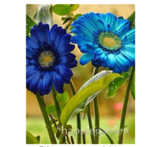 100 pcs/bag Gerbera Daisy Bonsai New Hybrids, Mixed Flower Pot Bonsai Plants Eas - £6.35 GBP