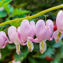 25 cupid bleeding heart seeds dicentra spectabilis shade flower garden thumb200