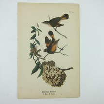 Bird Lithograph Print American Redstart after John James Audubon Antique 1890 - £15.81 GBP