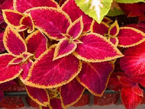 Mpb#1 Coleus Seeds Jazz Ruby Seeds Coleus Seeds Leader 50 Seeds Fresh Seeds - £19.63 GBP