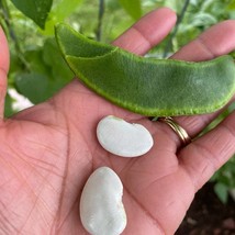 US Seller King Of The Garden Lima Bean Seeds Pole Fast Shipping - $15.00