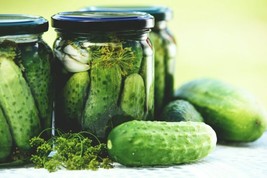 US Seller 100 Boston Pickling Cucumber Seeds NonGmoHeirloom Fresh - £8.69 GBP