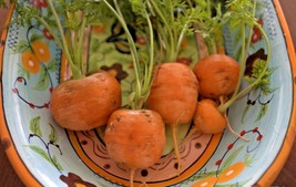 400 Seeds Parisian 2&quot;ROUND Carrot Organic Non-Gmo Gourmet Garden/Containers Easy - £12.87 GBP