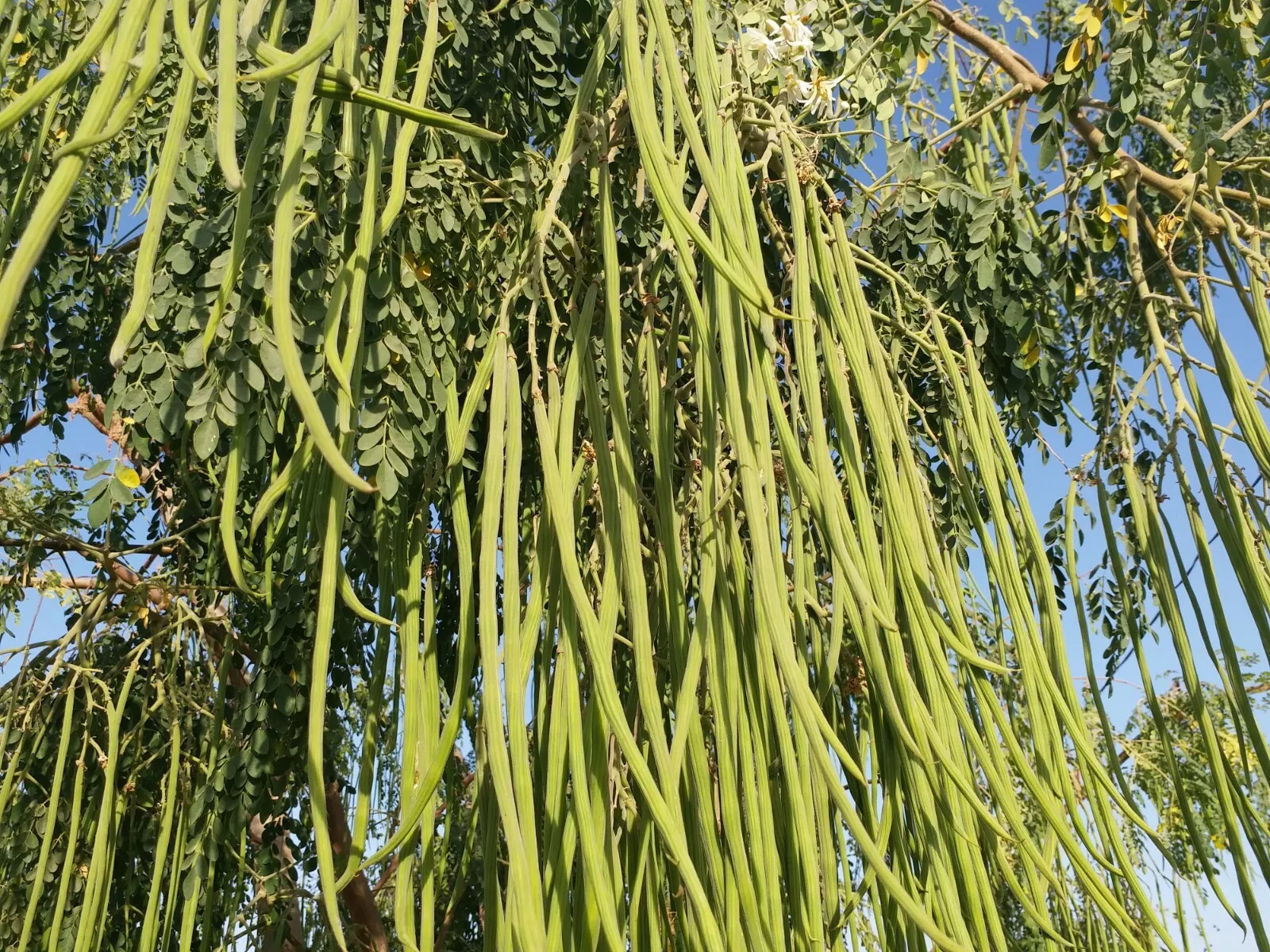 New Fresh Seeds Moringa &quot;Wild&quot; Moringa Oleifera Drumstick 10 Seeds - $7.98