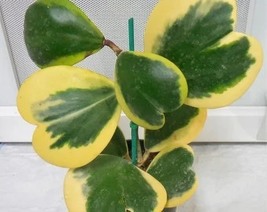 Hoya Kerrii Flower, 10 Seeds D - £11.45 GBP