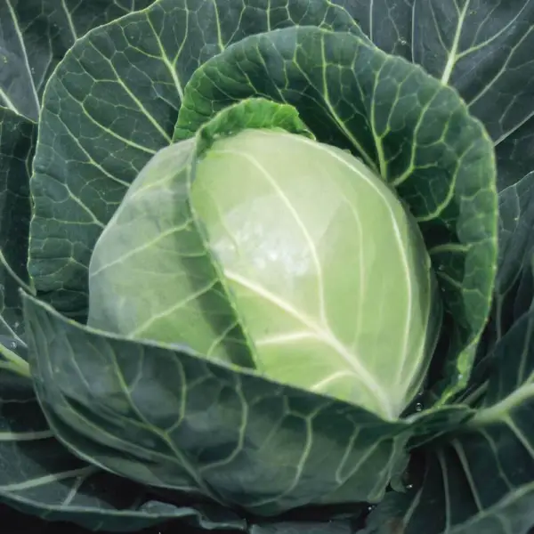 Copenhagen Market Cabbage Seeds 500+ Vegetable Non Gmo Usa Garden Fresh - $6.18