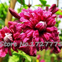 Vine Clematis Potted no The Garden - $14.11