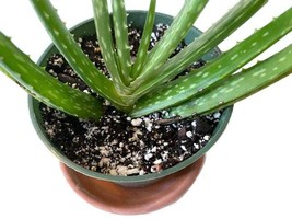 BOGO Aloe Vera Plant in a 4 inch pot! Buy one...get one FREE. A super ea... - $12.99