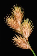 Carex Scoparia 1000 Seeds for Planting | Broom Sedge | Wetland Grass Seeds - $17.00