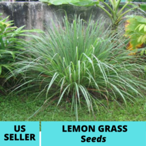 Lemon Grass Ornamental Grass Seeds Cymbopogon flexuosus Seed 50Pcs - $18.75