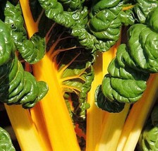 GIB 40 Yellow Canary Swiss Chard Beta Vulgaris Perpetual Spinach Vegetable Seeds - £14.38 GBP