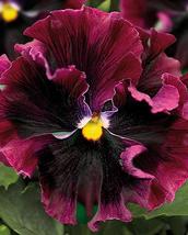 30 Seeds Burgundy Ruffled Frizzle Sizzle Pansy Annual Flower  - £13.35 GBP