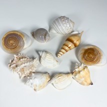 Lot of 10 Sea Shells - Various shapes and sizes - £17.76 GBP