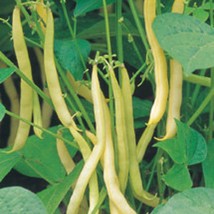 Fast Ship USA Seller 50 Yellow Wax Bush Beans Vegetable - £14.62 GBP