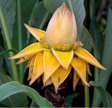 Chinese Dwarf Banana - Golden Lotus Banana – Musella lasiocarpa - 1 Live... - $35.57 CAD