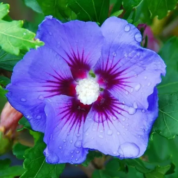 New Fresh 20 Blue Purple Hibiscus Seeds Flowers Flower Seed Bloom - £10.62 GBP