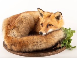 Taxidermy animal Red Fox (Vulpes Vulpes) Taxidermy Stand Mount #6 Real A... - £647.93 GBP
