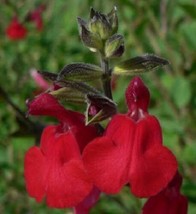 TH 40 + Salvia Saint JOHN&#39;S Fire Red Sage Flower Seeds / Deer Resistant - £12.33 GBP