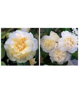 JURY&#39;S YELLOW Camellia Japonica Live Starter Plant - $47.99