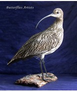 Large Wading Bird Eurasian Curlew Ornithology Specimen Educational Displ... - $549.00